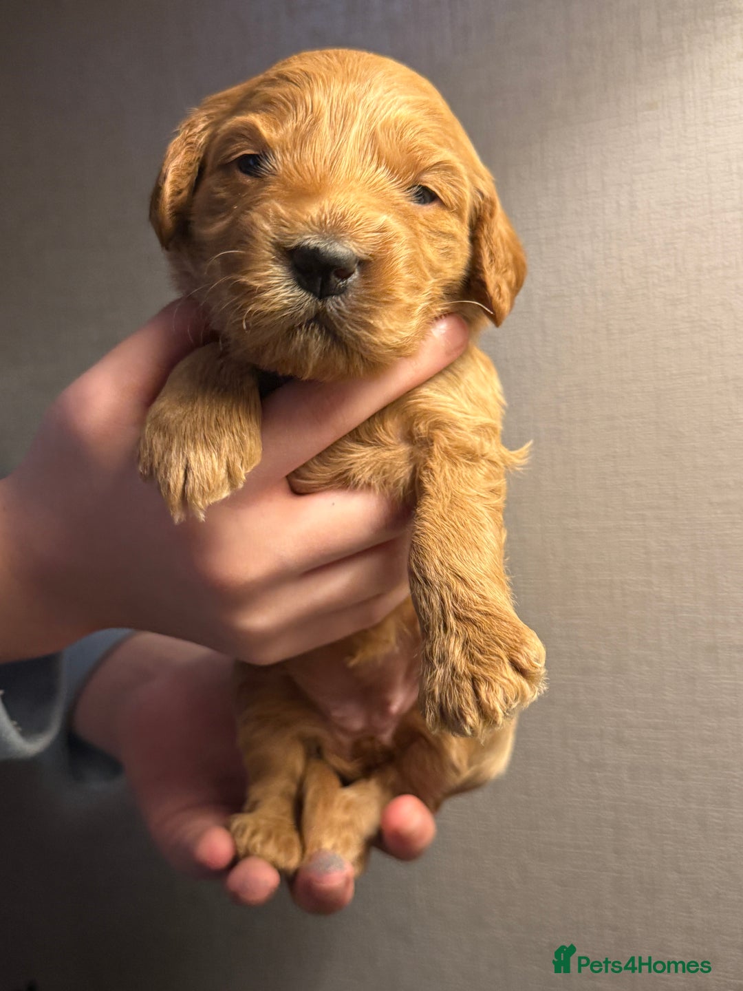 Cockapoo dogs for sale: Cockapoo F1 - Advert 38