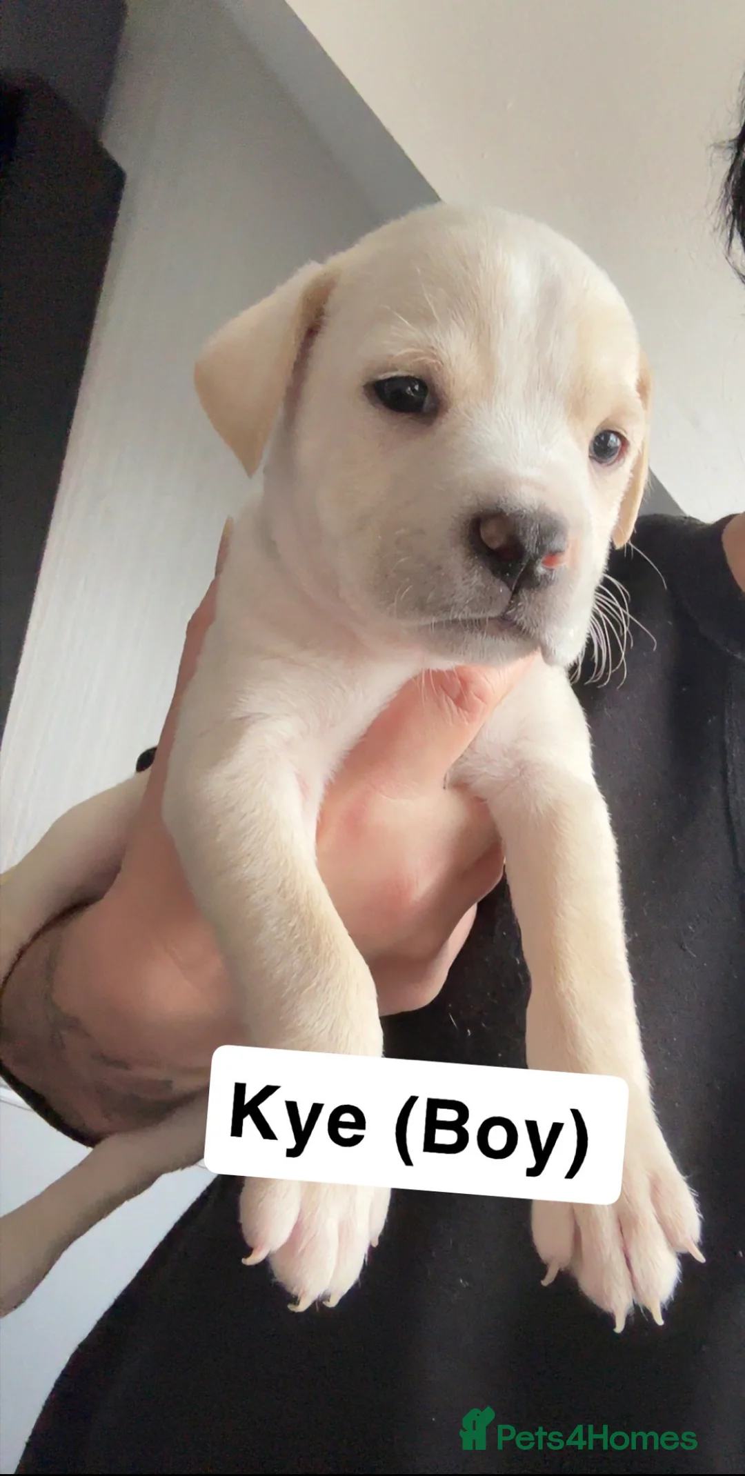 Mixed Breed dogs for sale: Can Corso Mix - Advert 2