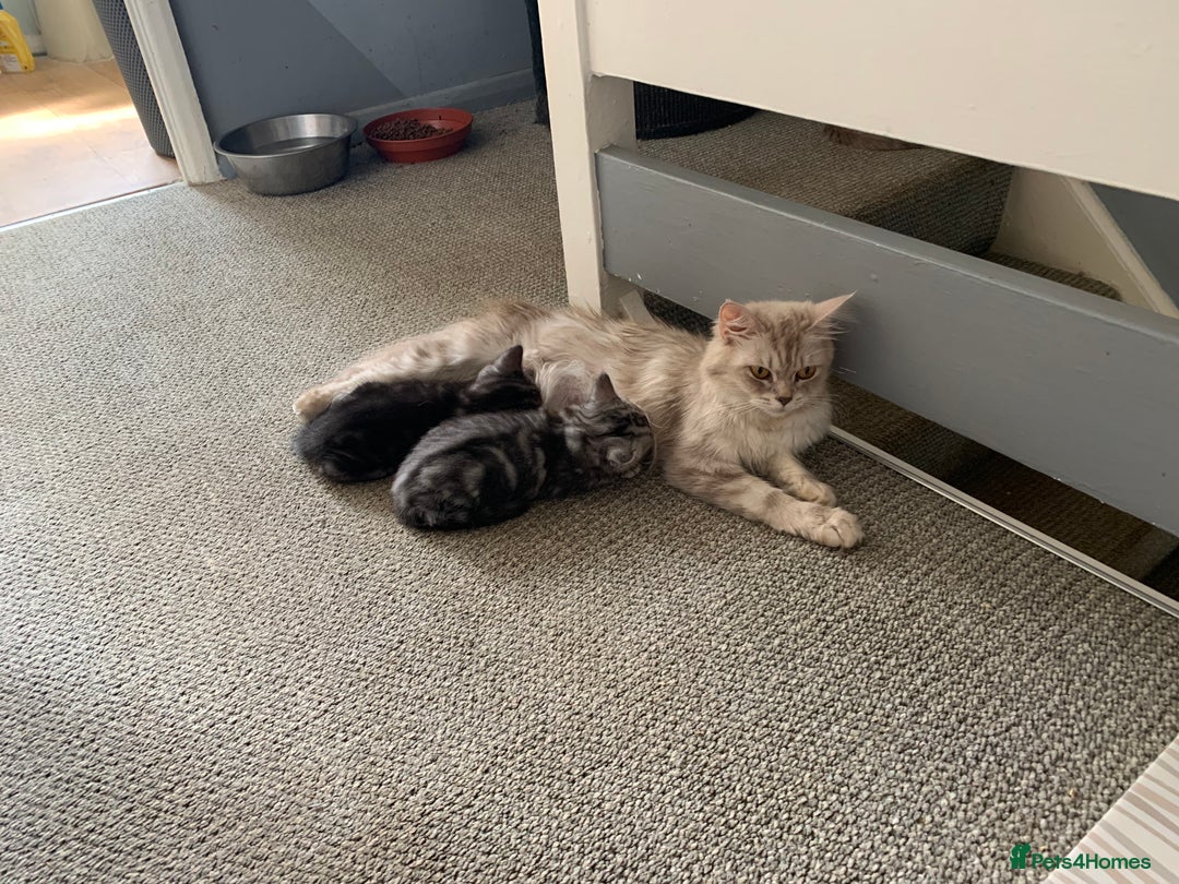 Burmese cats for sale: Burmese x British shorthair kittens  - Image 12