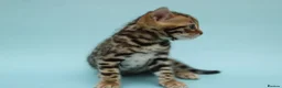 Bengal cats for sale: 🔥 Beautiful Bengal girl🔥 - Advert 19