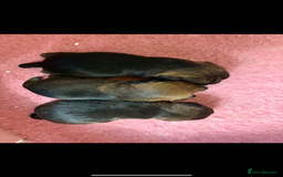 Border Terrier dogs for sale: Home raised happy little borders - Image 3