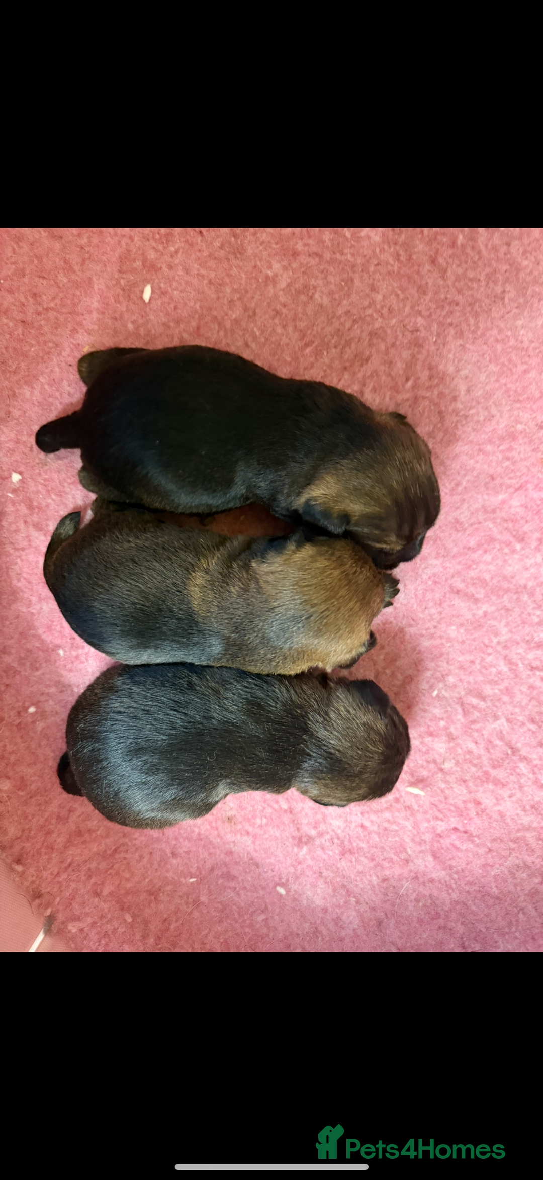 Border Terrier dogs for sale: Home raised happy little borders - Image 3