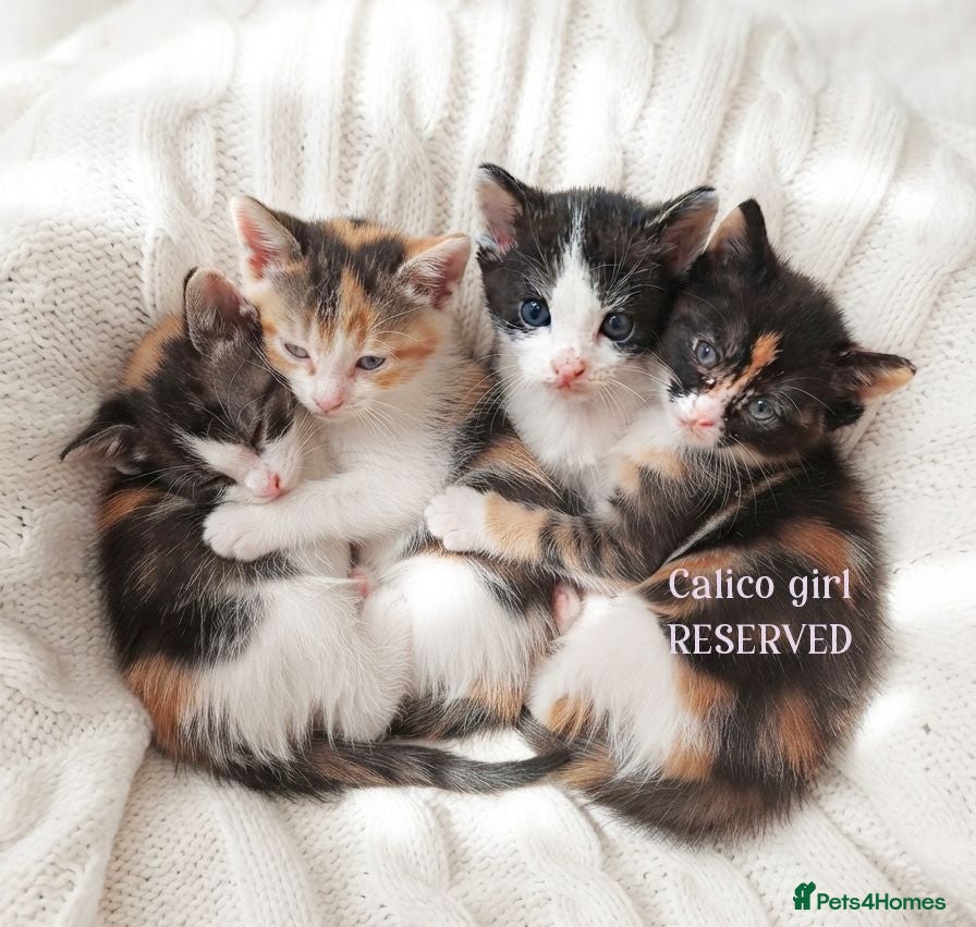 Mixed Breed cats Beautiful ginger kittens sale for good home - Advert 13
