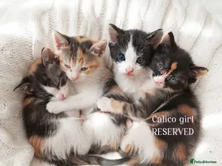 Mixed Breed cats Beautiful ginger kittens sale for good home - Advert 13