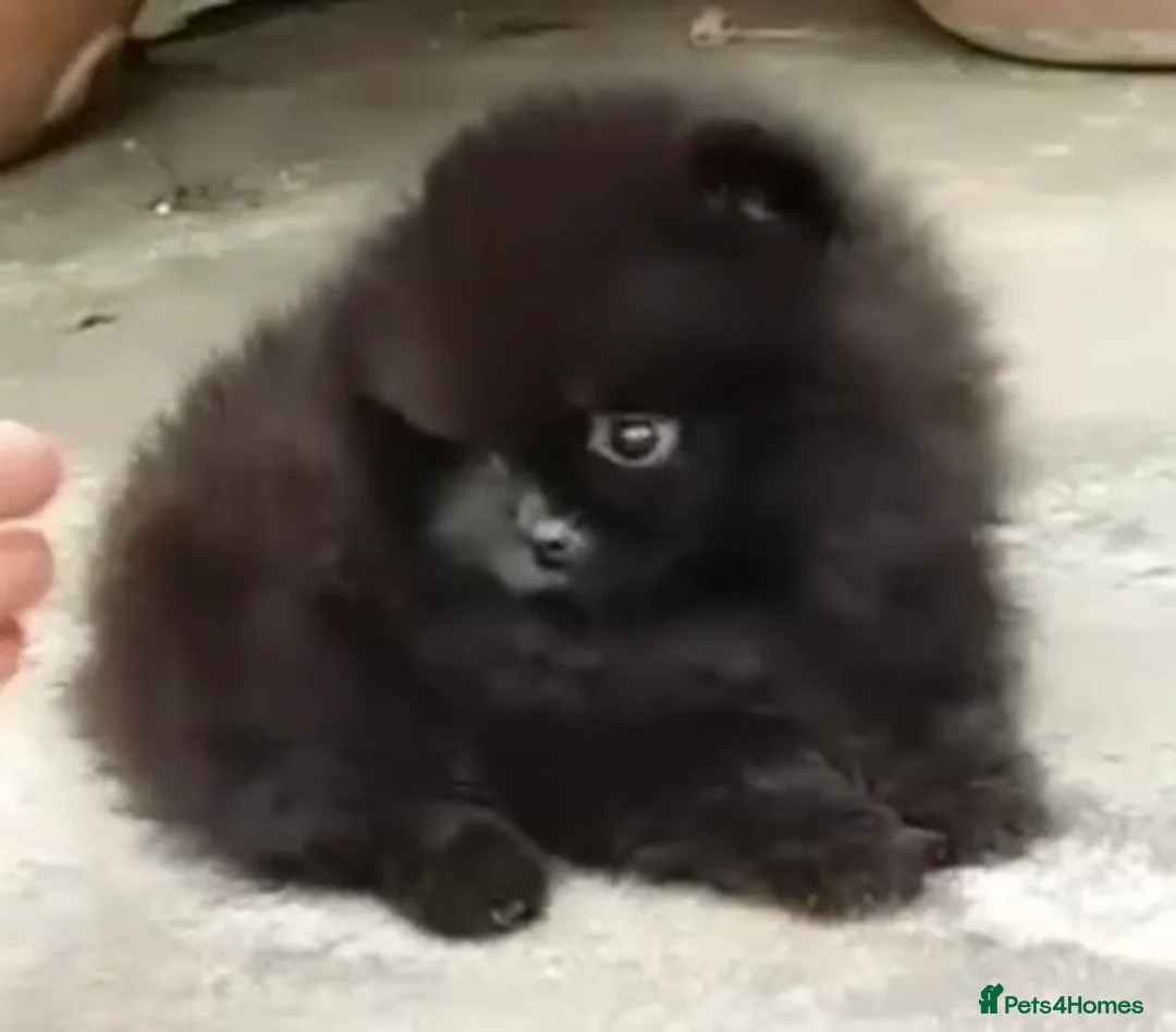 Pomeranian dogs for sale: Russian/Taiwan Pomeranian puppies - Advert 2