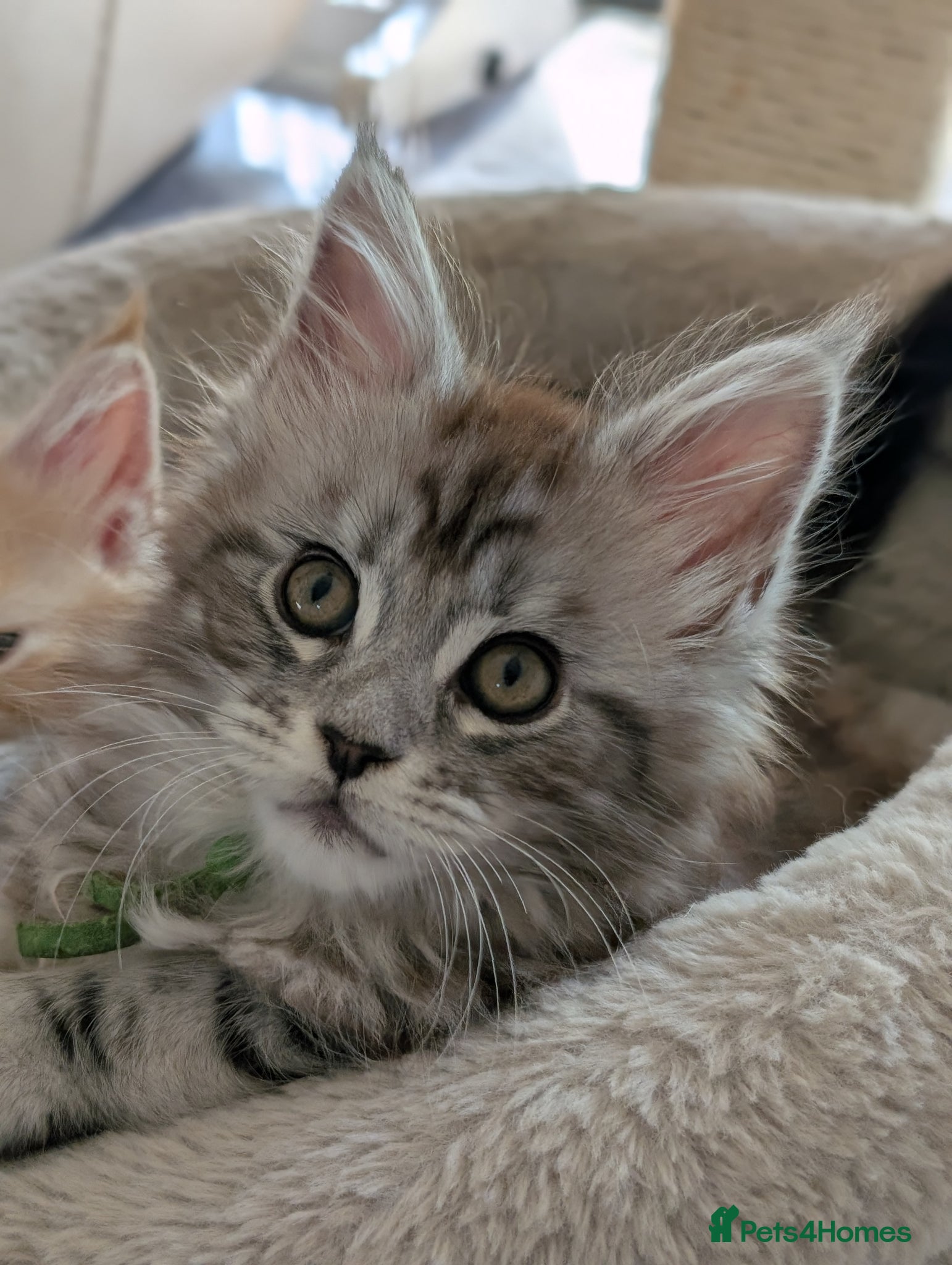 Maine Coon cats Ready soon. Tica Registered Maine coon Kittens  - Advert 2