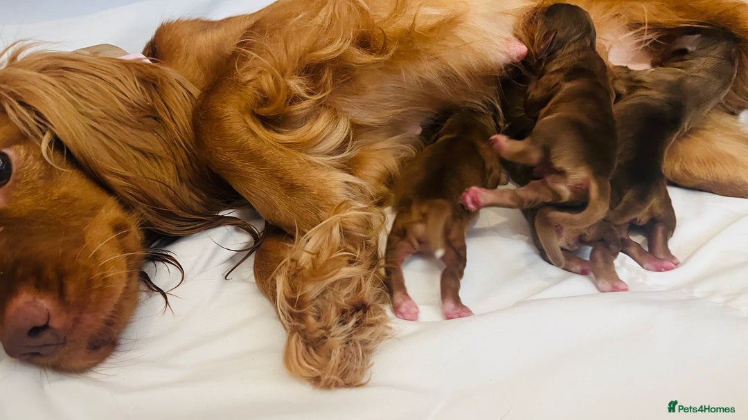 Cocker Spaniel dogs for sale: 🐶💕Newborn baby cockers💕🐶 - Image 12