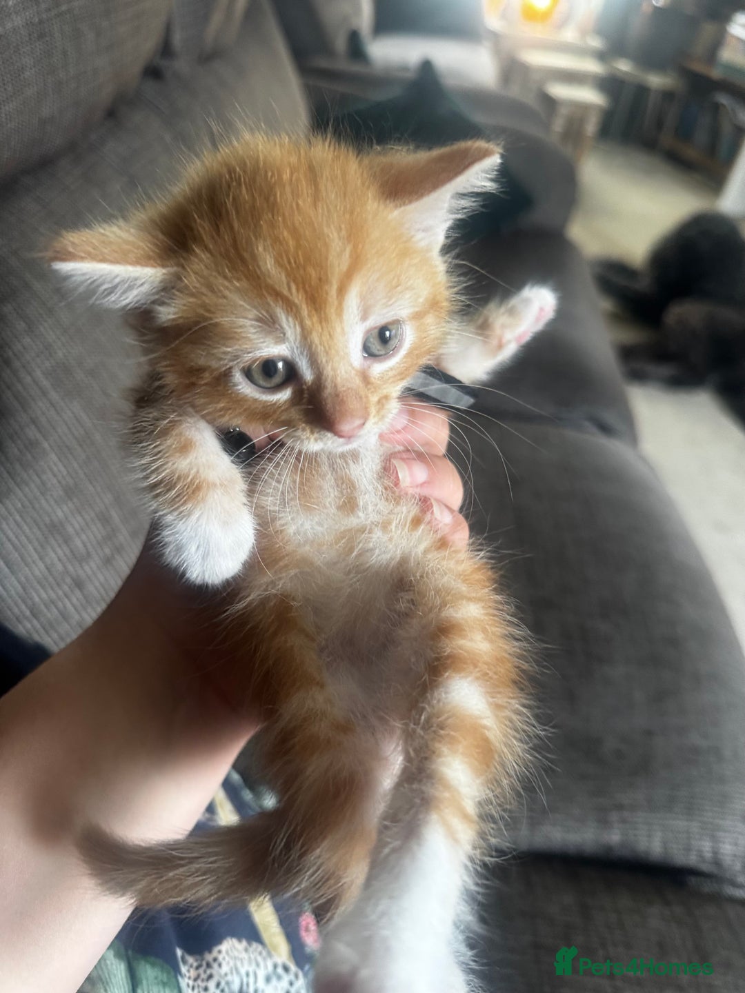 British Shorthair cats for sale: Beautiful little boys *3 left * - Image 4