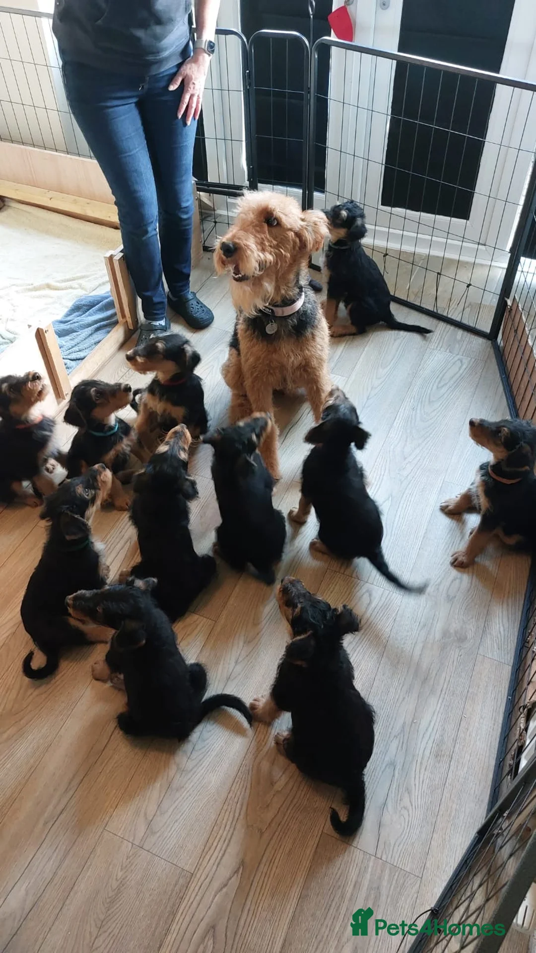 Airedale Terrier dogs for sale: Beautiful Airedale puppies available  - Advert 1