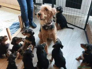 Airedale Terrier dogs Beautiful Airedale puppies available - Advert 18