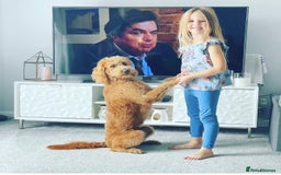 Labradoodle dogs for sale: F1b Miniature Labradoodles  - Image 2