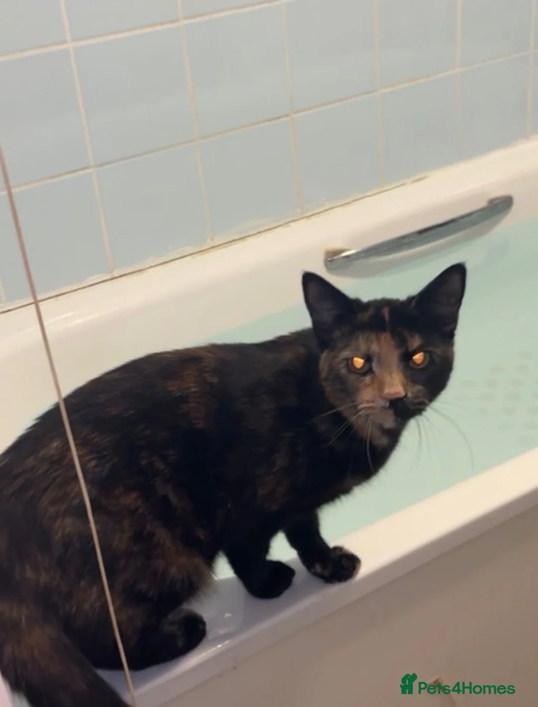 Mixed Breed cats for sale: 6 Lovely Kittens ready to go now! - Advert 1