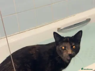 Mixed Breed cats 6 Lovely Kittens ready to go now! - Advert 1