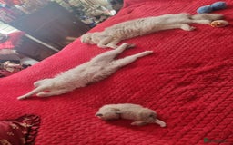 Ragdoll cats for sale: Kitten - Image 20