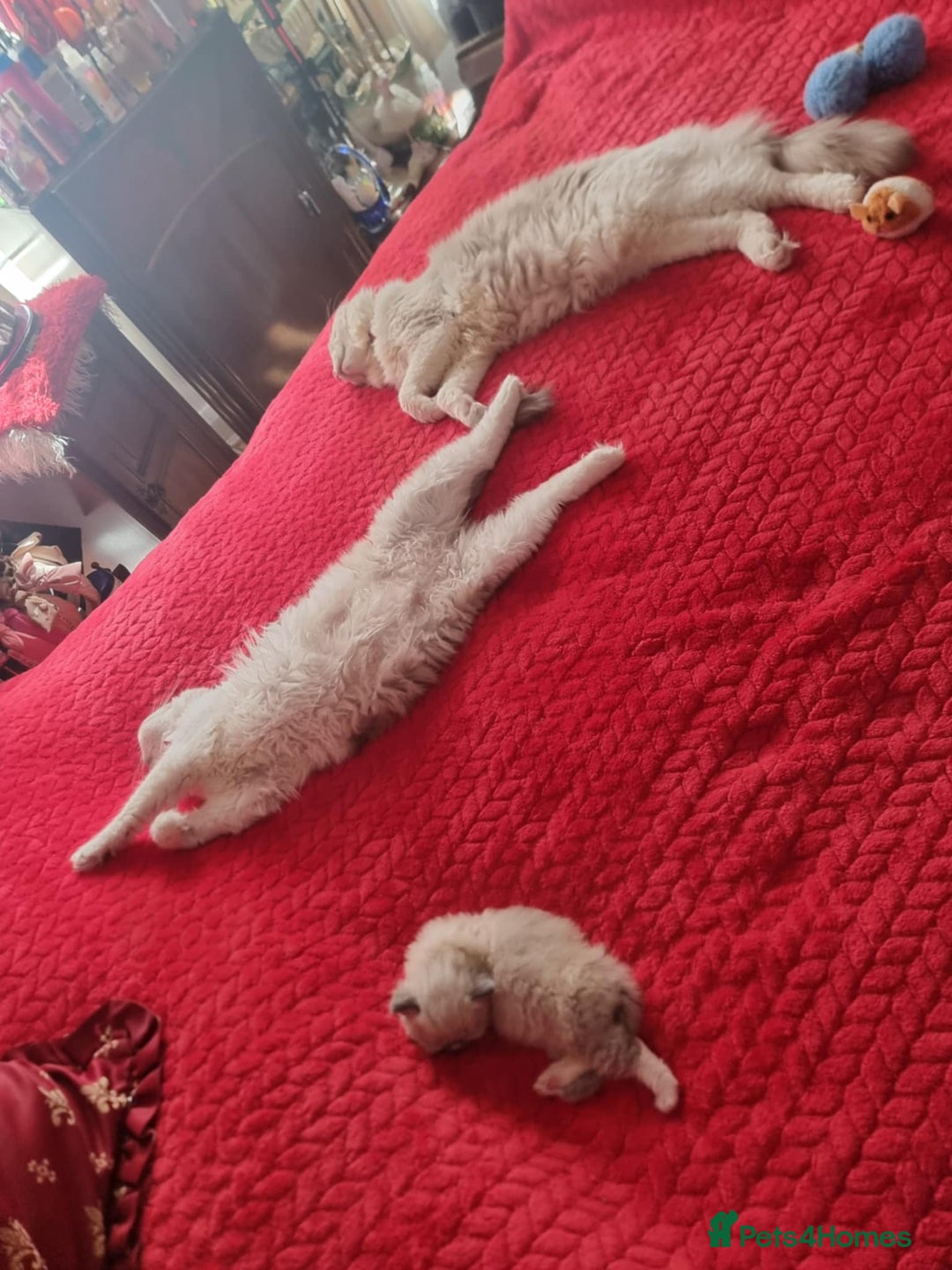 Ragdoll cats for sale: Kitten - Image 20
