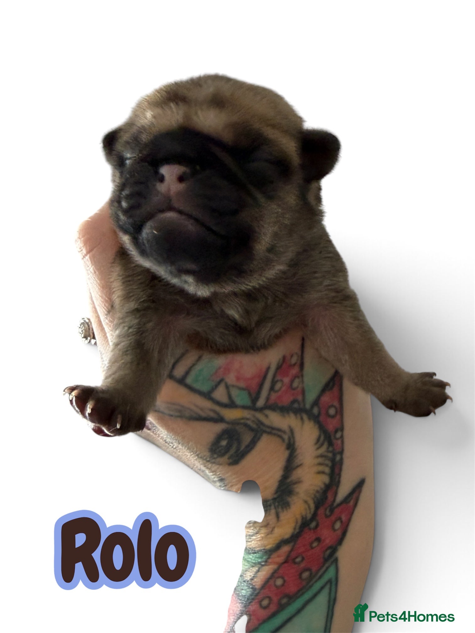 Pug dogs for sale: Pug puppies for sale  - Advert 2
