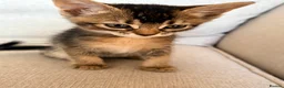 Mixed Breed cats for sale: Beautiful Home Raised Abyssinian Mix Kittens - Advert 7