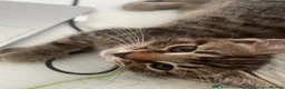 Mixed Breed cats for sale: Kitten - Advert 2