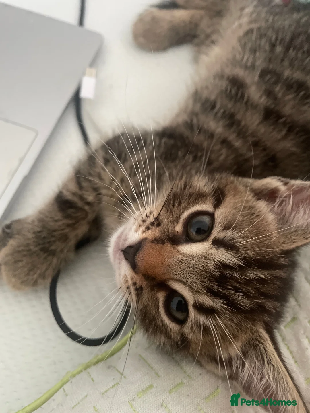 Mixed Breed cats for sale: Kitten - Advert 2