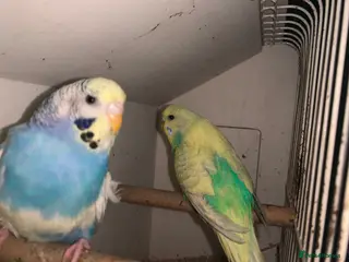 Budgerigars birds Beautiful young budgie s - Advert 1