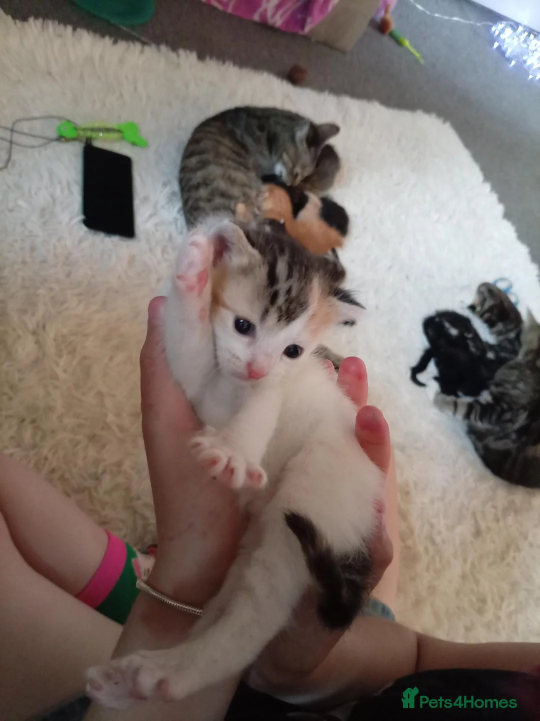 Mixed Breed cats for sale: 2 female kittens from 2 seperate litters  - Advert 7