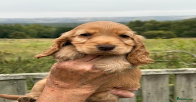 Cocker Spaniel dogs - Advert 2
