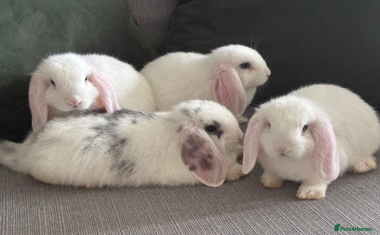 Mini Lop rabbits - Advert 9