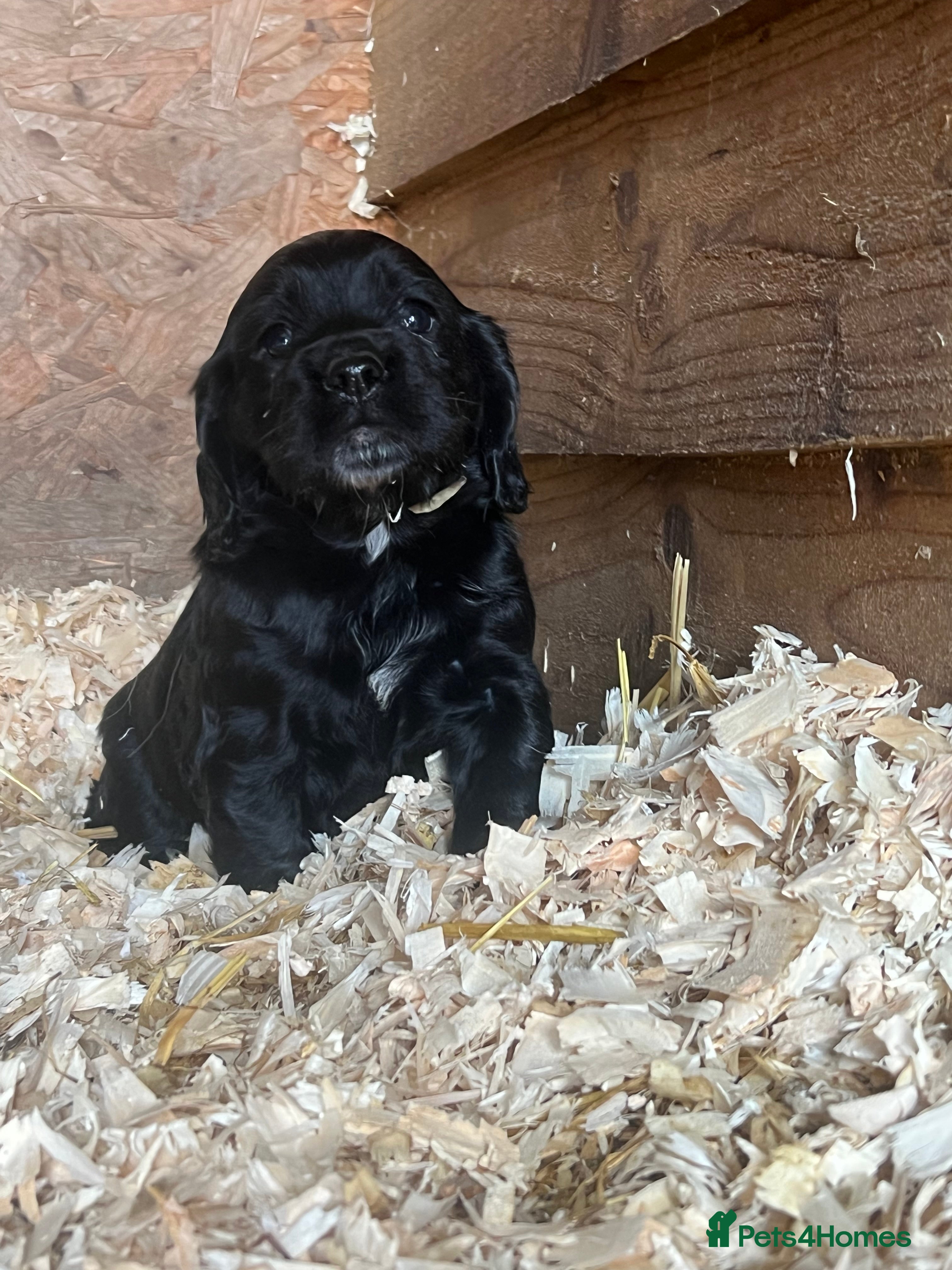 Sprocker dogs Lovely sprocker puppies  - Advert 3