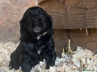 Sprocker dogs Lovely sprocker puppies - Advert 3