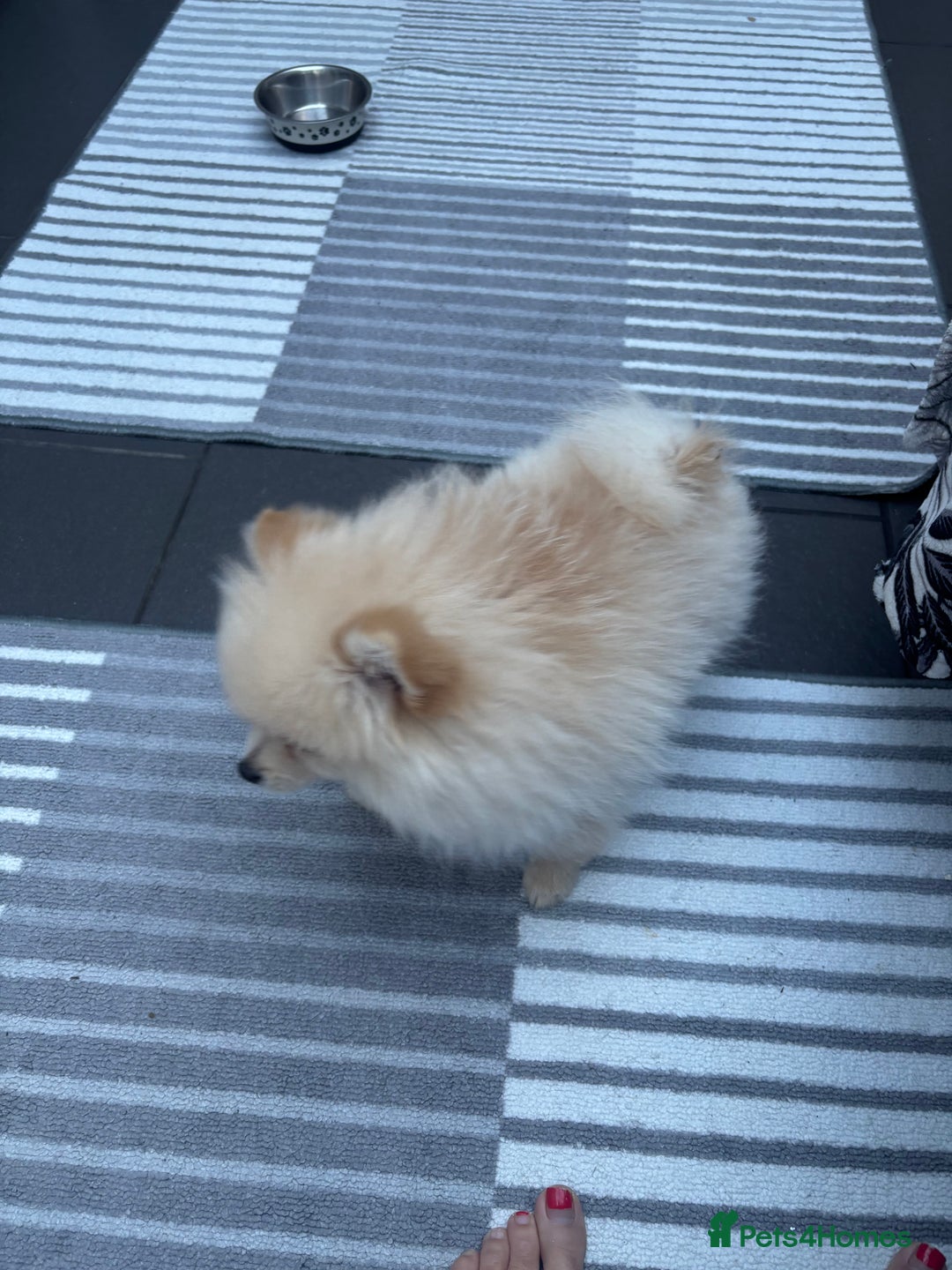 Pomeranian dogs for sale: Pomeranian male pups ready to go  - Advert 4