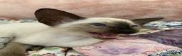 Siamese cats for sale: Siamese kittens - Advert 25
