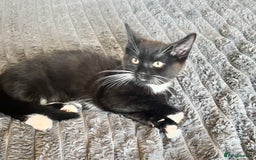 Mixed Breed cats for sale: Delightful mix-breed Siamese-black calico-kittens - Image 3