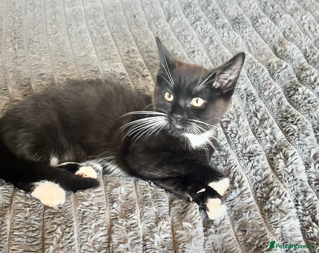 Mixed Breed cats for sale: Delightful mix-breed Siamese-black calico-kittens - Image 3