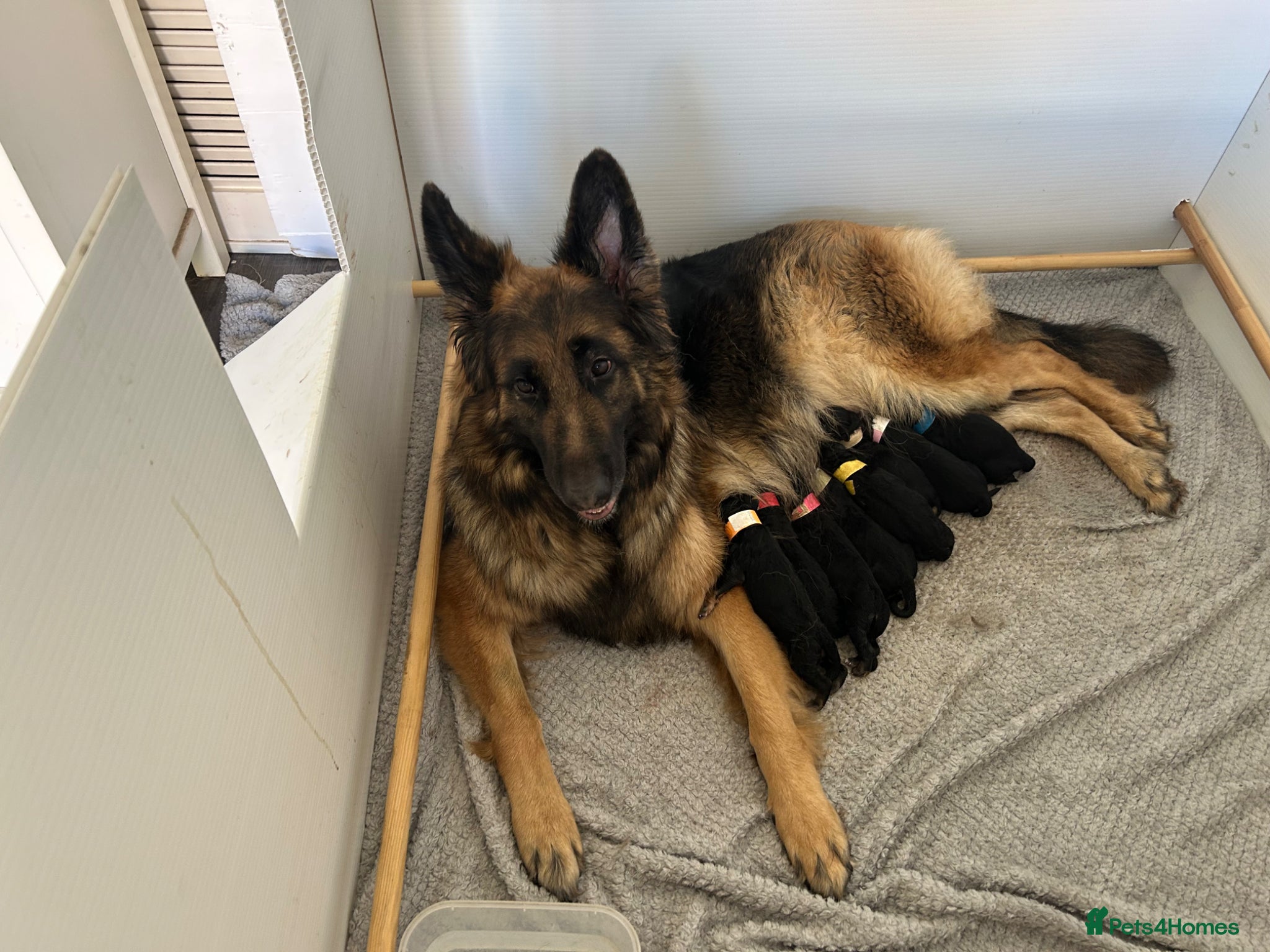 German Shepherd dogs for sale: Kc German Shepard long haired  - Advert 1
