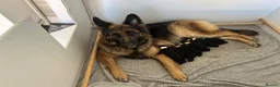 German Shepherd dogs for sale: Kc German Shepard long haired  - Advert 1