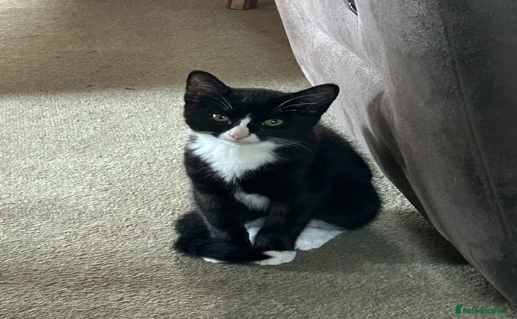 Mixed Breed cats - Advert 6