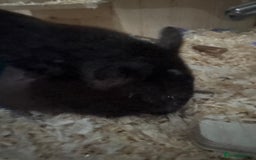 Hamster rodents for sale: Black Syrian hamster - Image 6