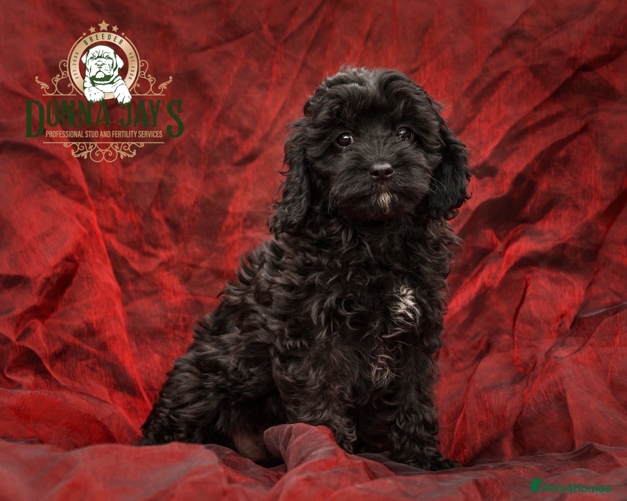 Cavapoo dogs DONNAJAYS 💫 exceptional F1 Toy Cavapoo babies  - Advert 1