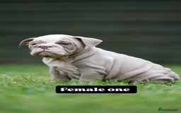 English Bulldog dogs for sale: English bulldog pups for sale  - Image 11