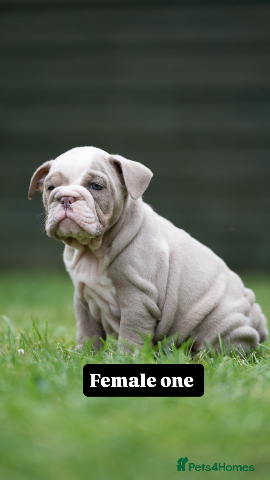 English Bulldog dogs for sale: English bulldog pups for sale  - Image 11