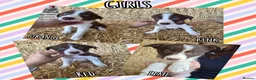 Border Collie dogs for sale: ISDS Registered Border Collie Puppies - Advert 2