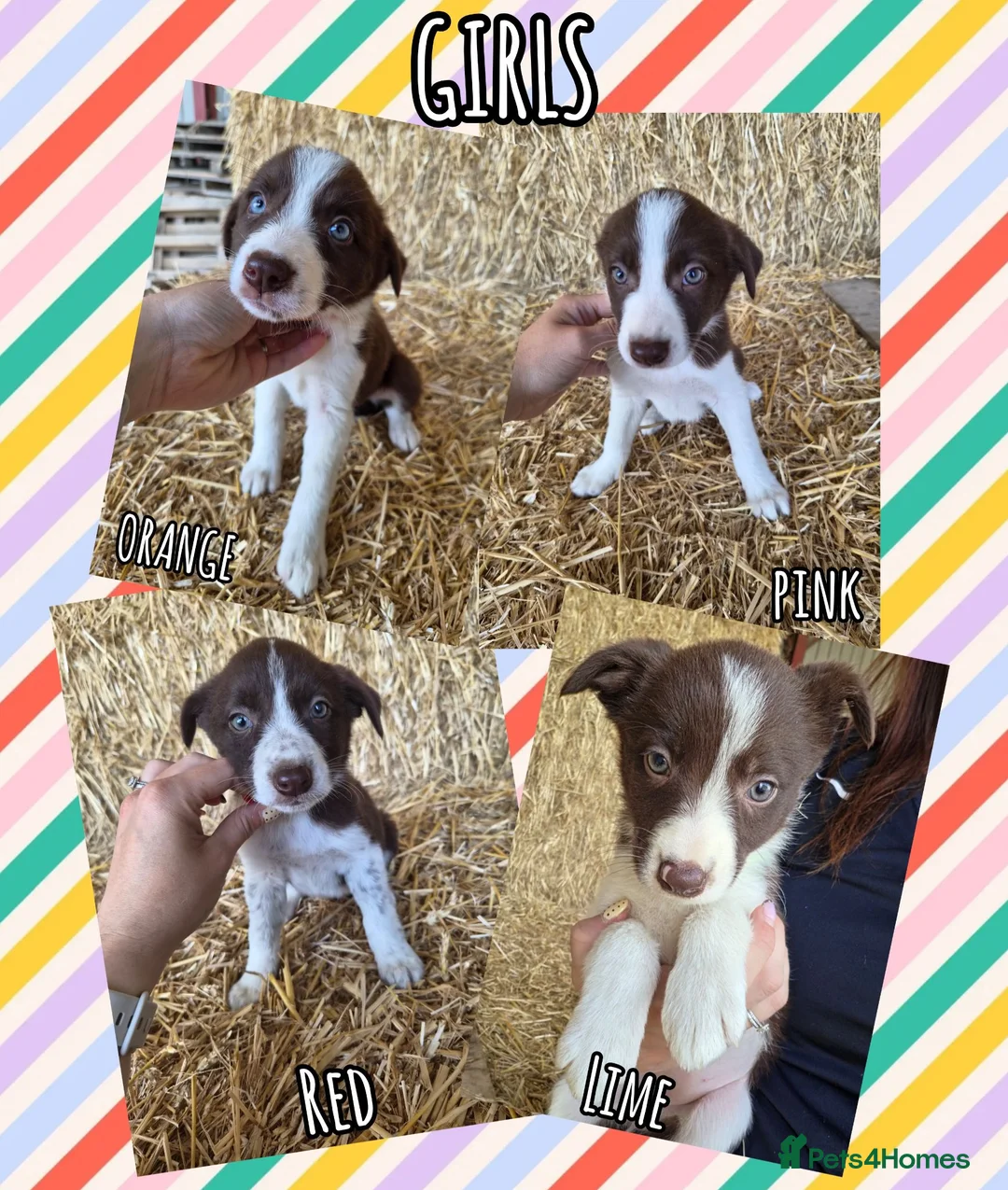 Border Collie dogs for sale: ISDS Registered Border Collie Puppies - Advert 2