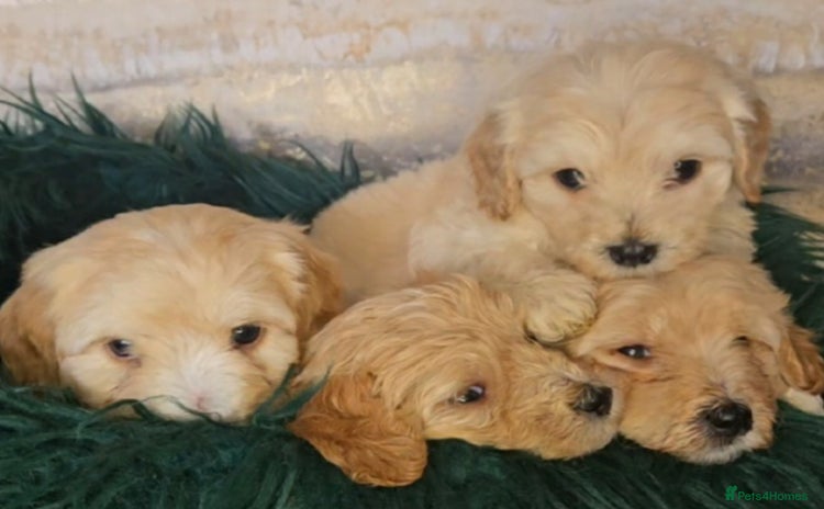 Maltipoo dogs - Advert 13