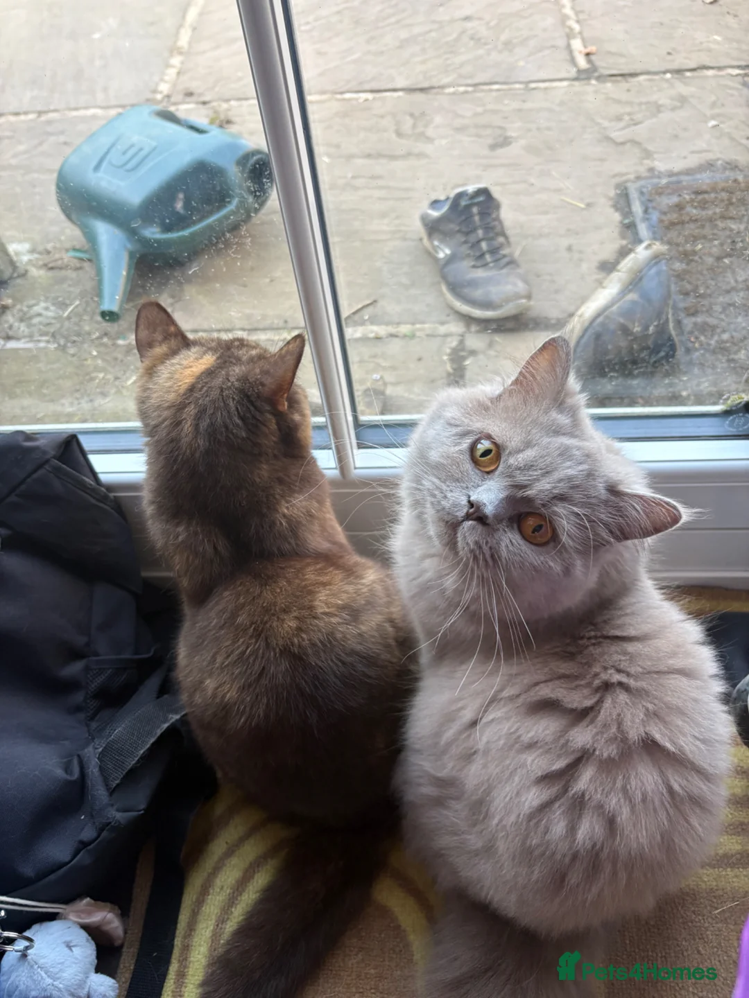 British Longhair cats for sale: Gorgeous lilac BLH female  - Advert 7