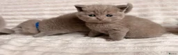 British Shorthair cats for sale: Beautiful Purebred British Shorthair Kittens - Advert 15