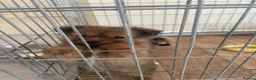 German Spitz dogs for sale: German spritz puppies  - Advert 12