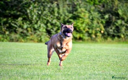 Mixed Breed dogs for sale: Czech shepherd x Belgium malinois - Image 9