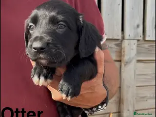 Mixed Breed dogs Beautiful Collie X cocker sprollies DNA health - Advert 2