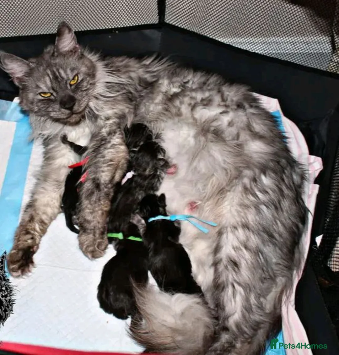 Maine Coon cats for sale: Beautiful Maine Coon kittens - Advert 8