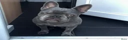 French Bulldog dogs for sale: French bull dog  - Advert 2
